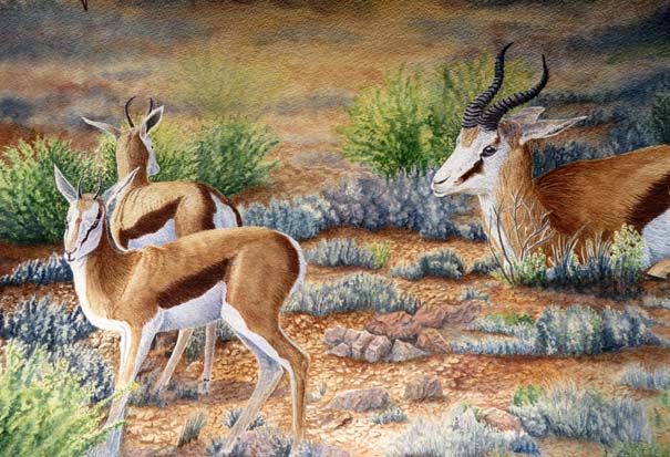 Family of springbok