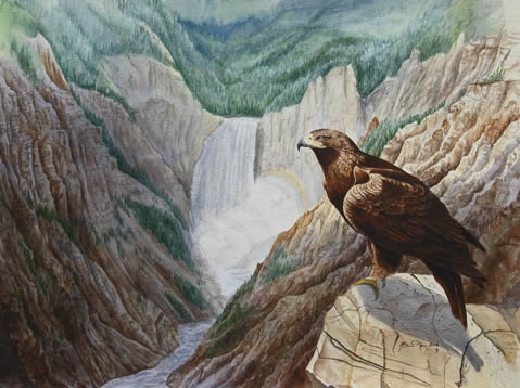 Golden Eagle over Grand Canyon of the Yellowstone