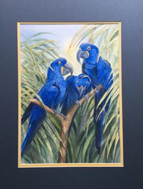 3 blue macaw parrots
