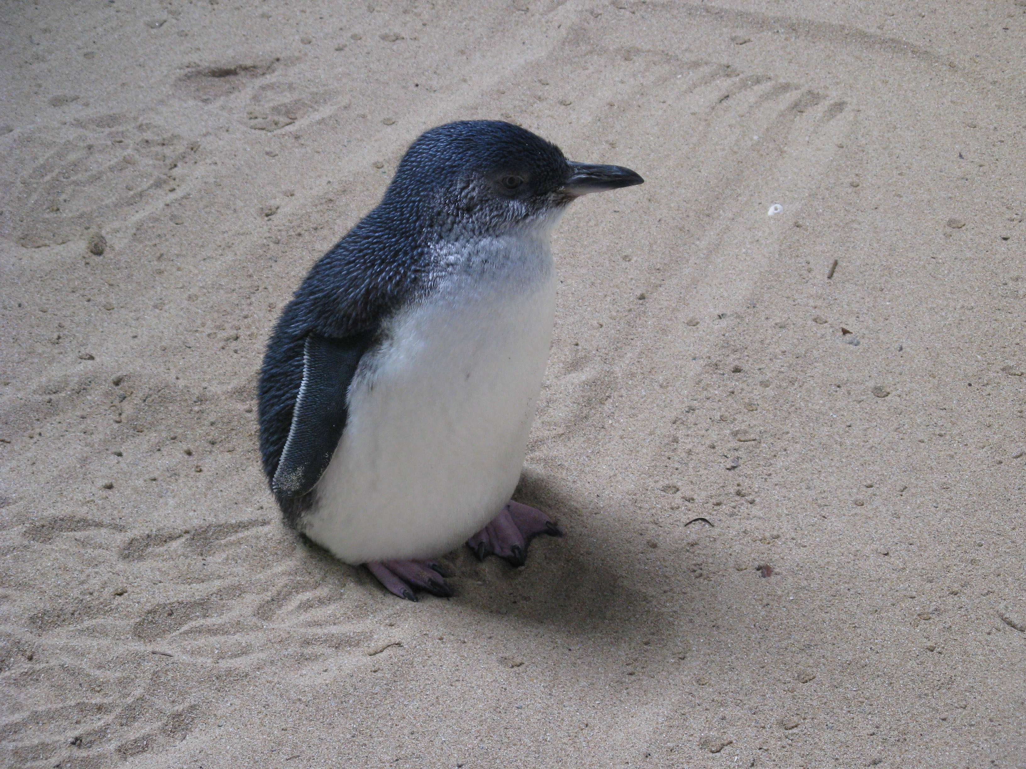 little fairy penguin