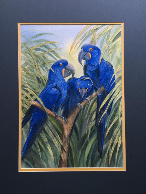 Three blue macaw parrots