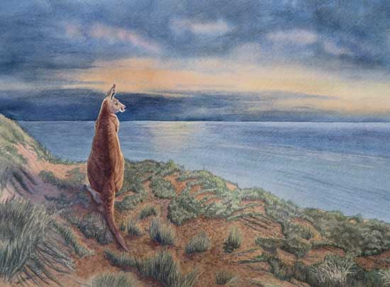 Kangaroo at Sunset