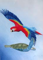 Scarlet macaw and green turtle