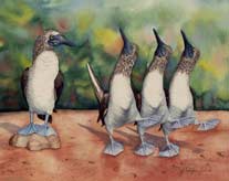 Dancing Blue Footed Boobies, Galapogas