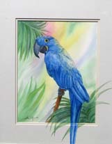hyacinth Macaw watercolor